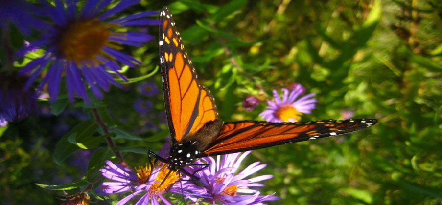An Image Slideshow